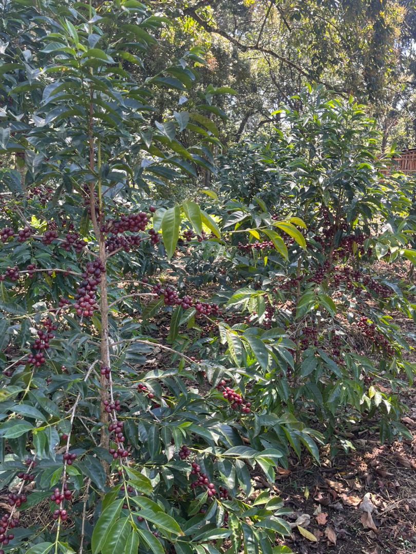 ETHIOPIA Guji Hambela - Fitsum Bekere