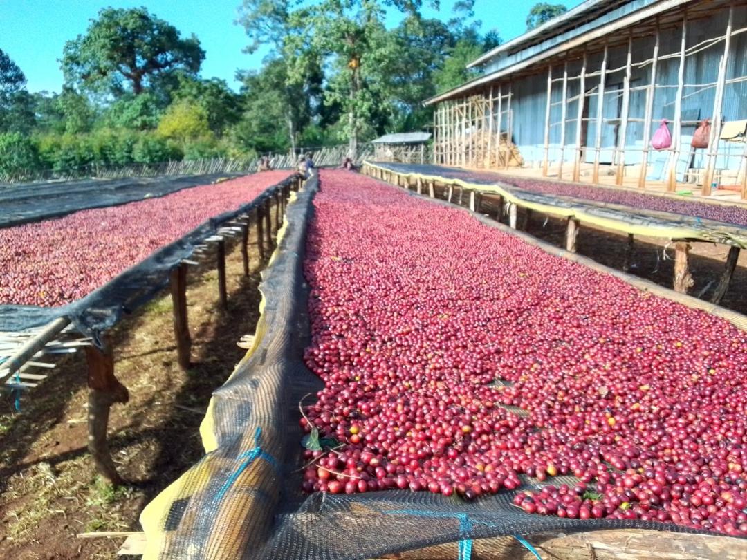 ETHIOPIA Guji Hambela - Fitsum Bekere
