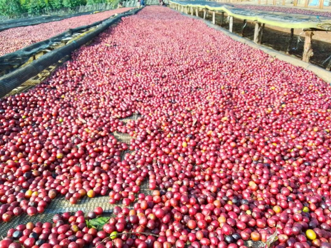 ETHIOPIA Guji Hambela - Fitsum Bekere