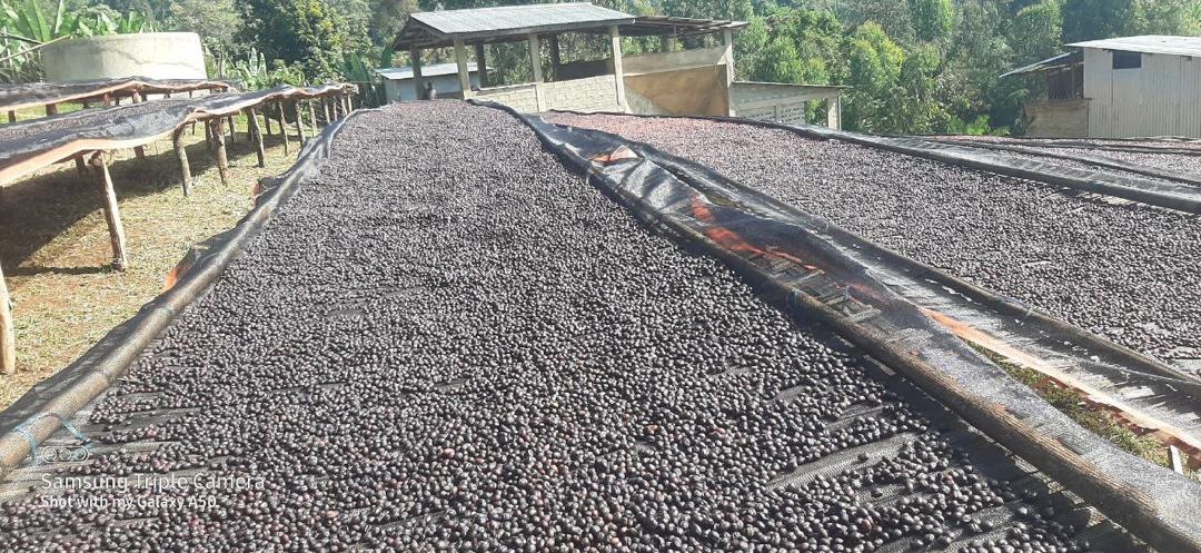 ETHIOPIA Guji Hambela - Fitsum Bekere