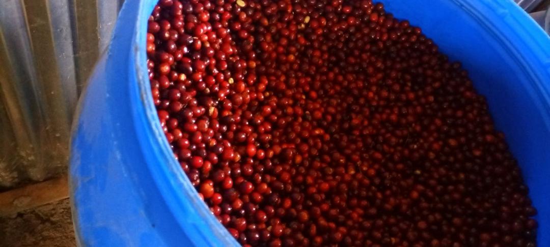 ETHIOPIA Guji Hambela - Fitsum Bekere
