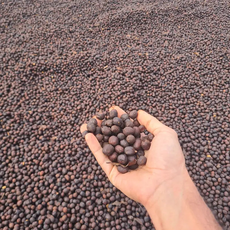 BRAZIL - Fazenda Dois Irmãos