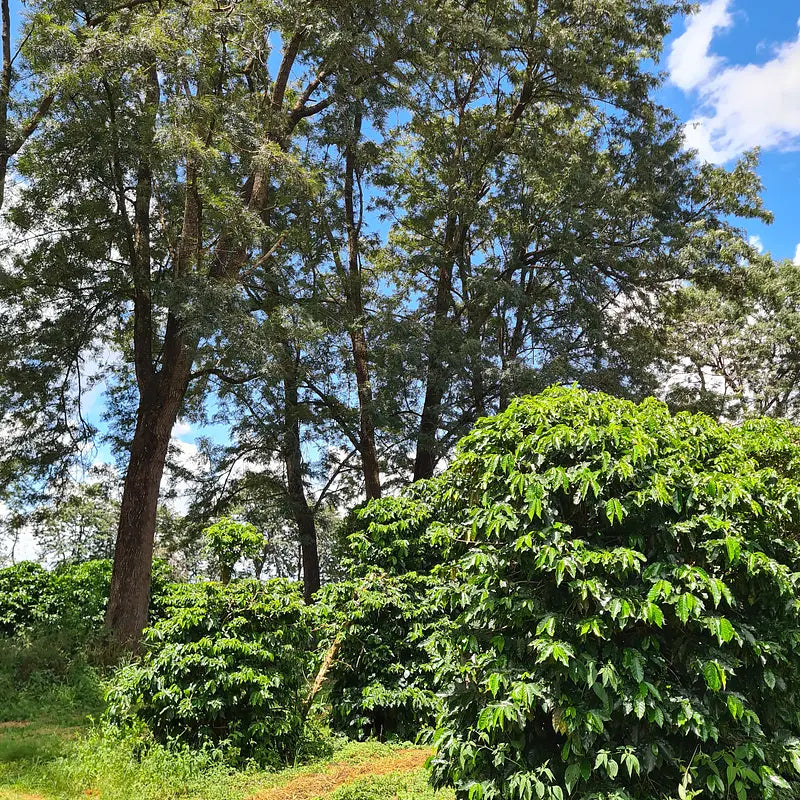 BRAZIL - Fazenda Dois Irmãos